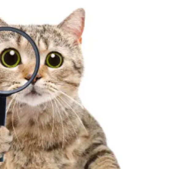 kat med forstørrelsesglas