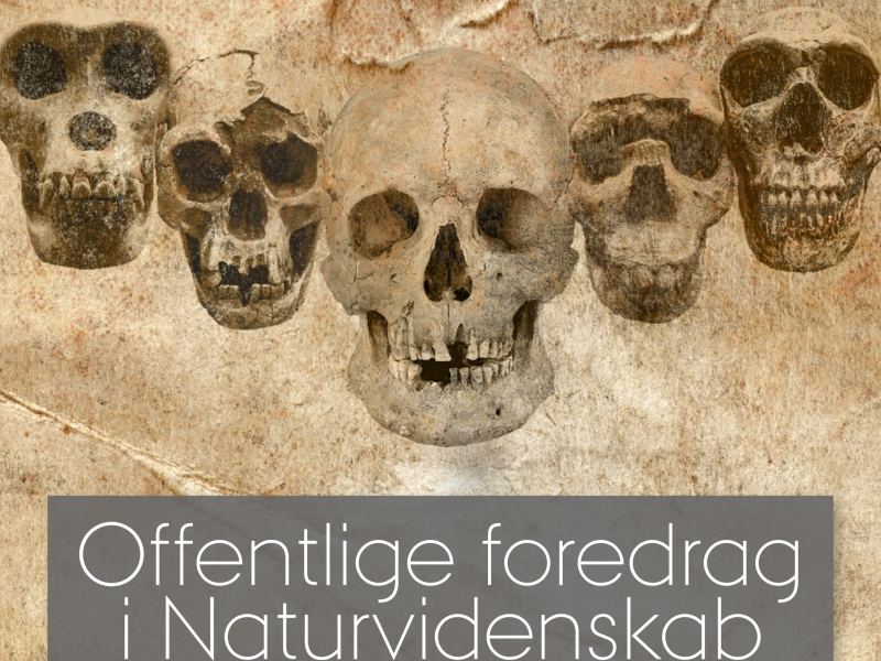 Skelethoveder